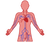 Supports Circulation And Oxygen Levels